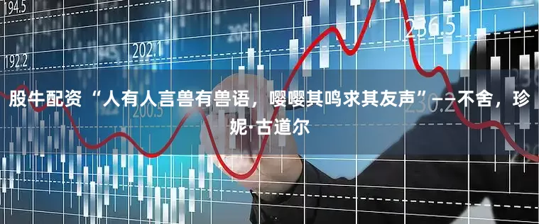 股牛配资 “人有人言兽有兽语，嘤嘤其鸣求其友声”——不舍，珍妮·古道尔